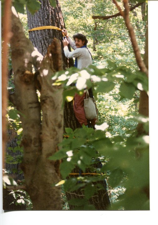 Mark Lankton, Tree climbing 1988